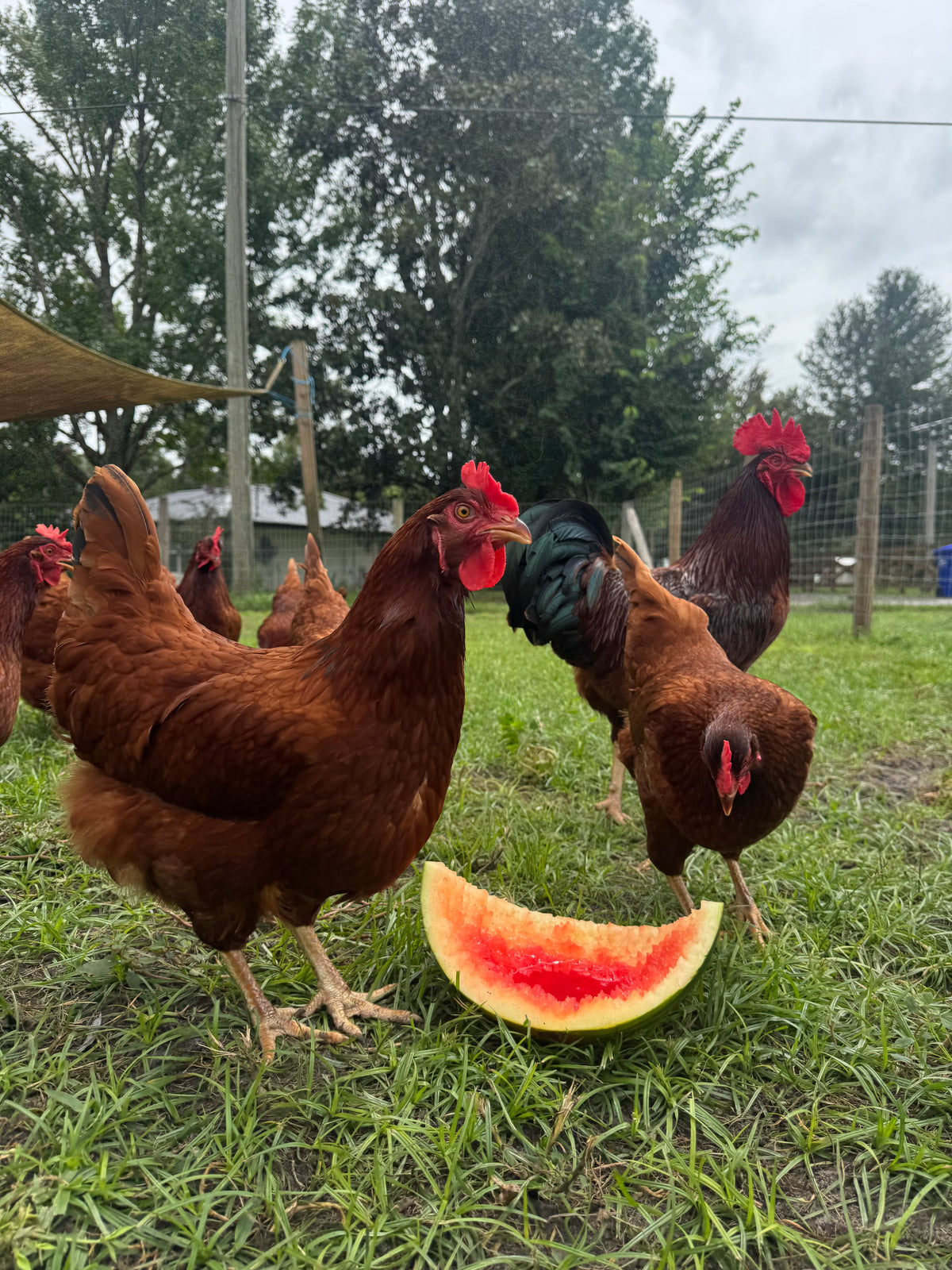 Rhode Island Red Chicks