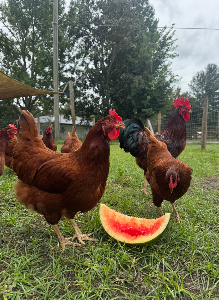 Rhode Island Red Chicks