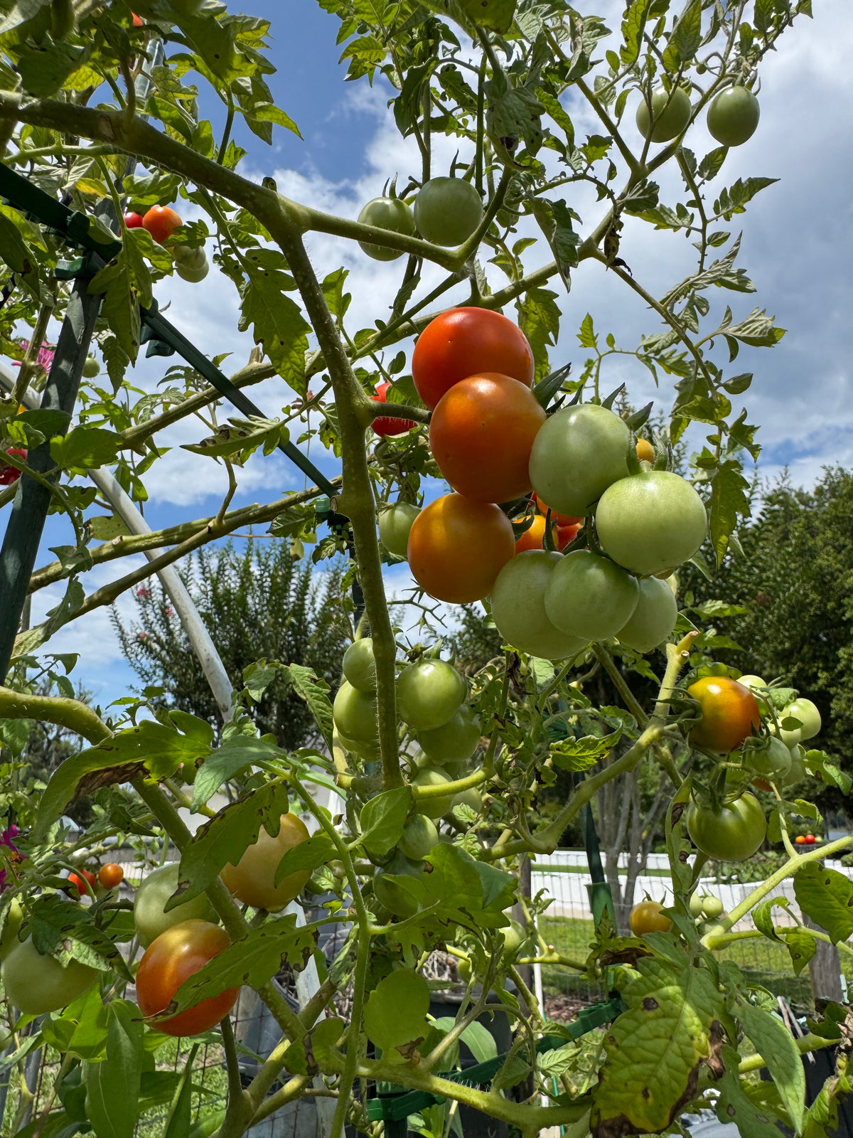 Cherry Tomatoes
