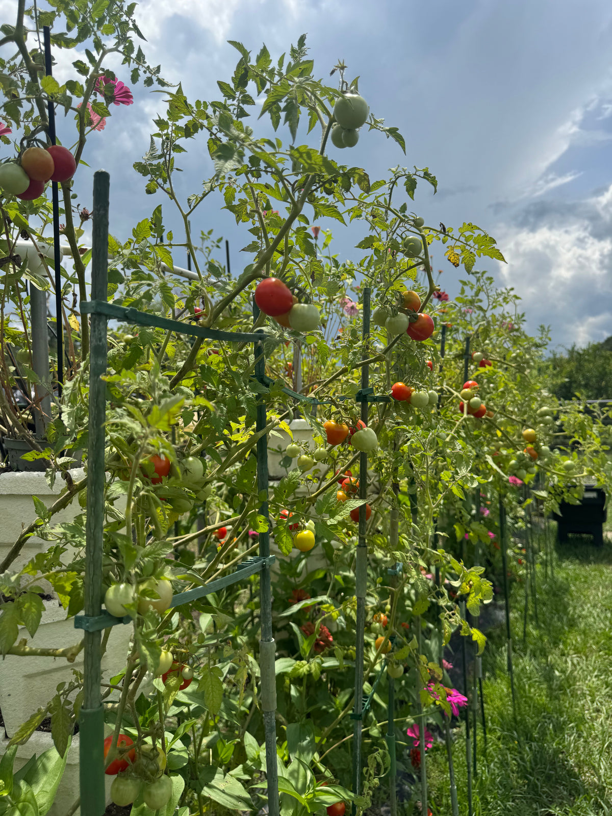 Cherry Tomatoes