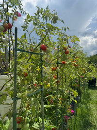 Cherry Tomatoes