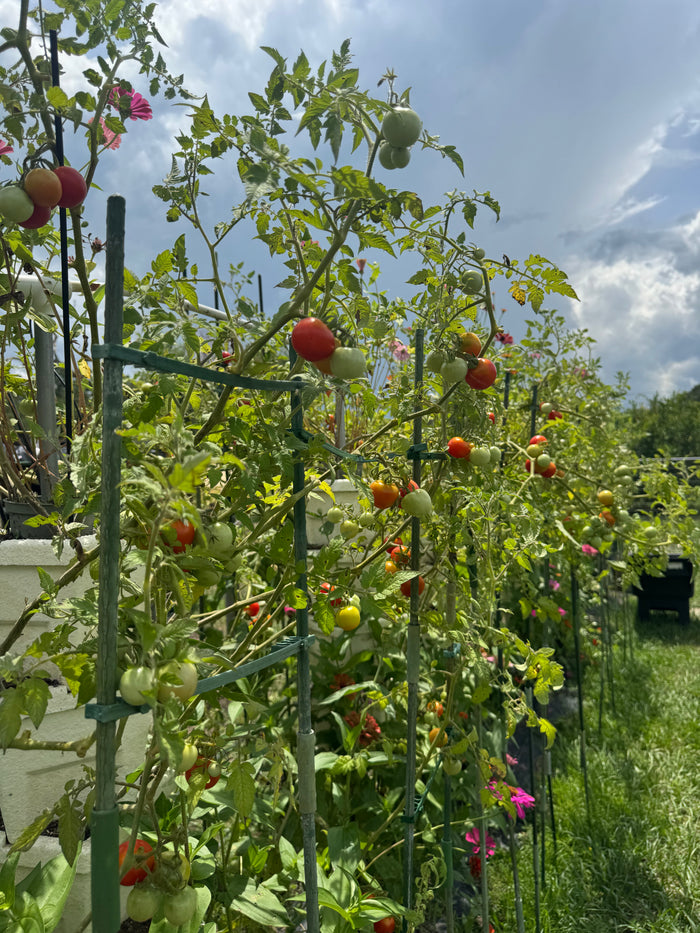 Cherry Tomatoes