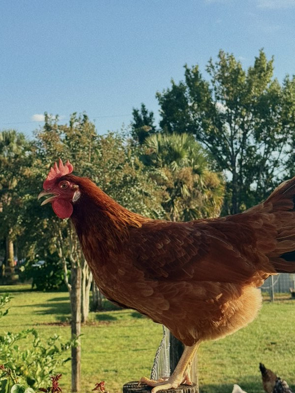 Green Egger Chicks