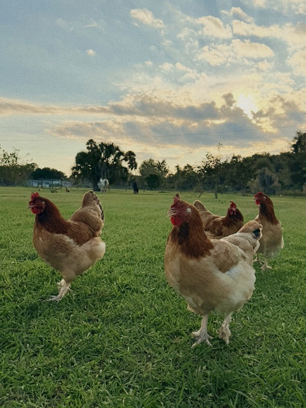 French Wheaten Maran Chicks
