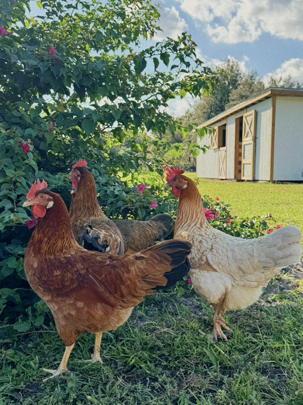 Green Egger Chicks