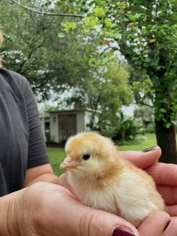 Rhode Island Red Chicks