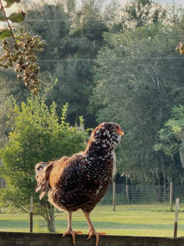 Russian Orloff Chicks