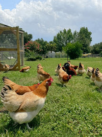 Farm Fresh Eggs