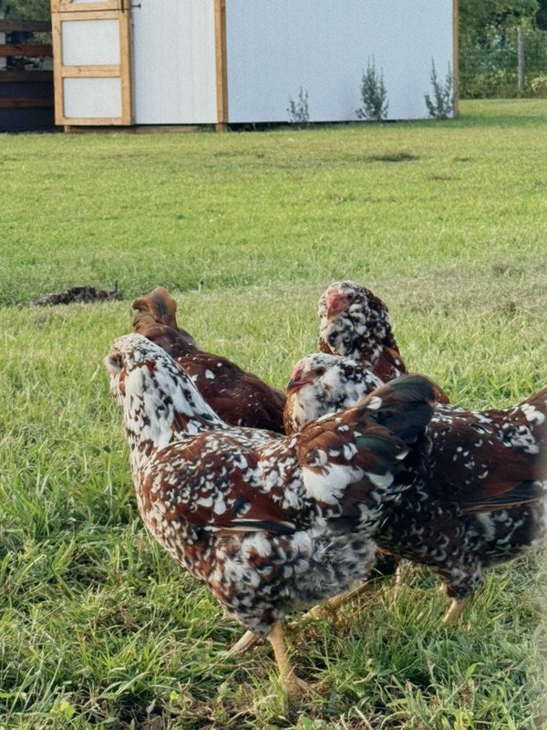 Russian Orloff Chicks