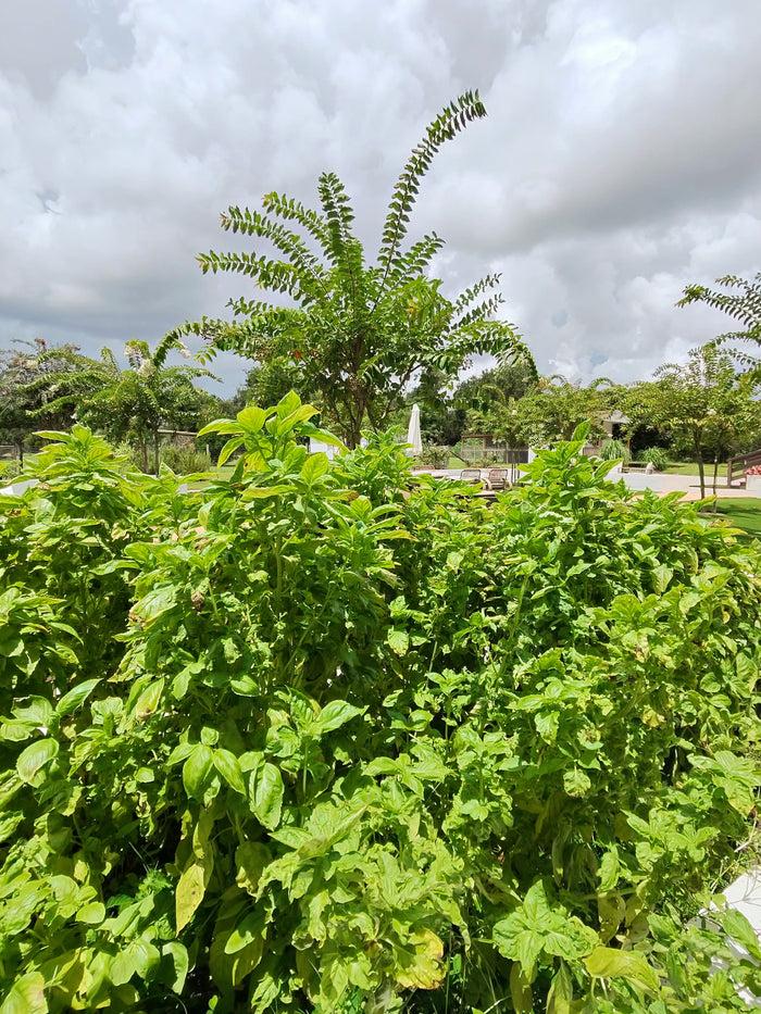 Basil