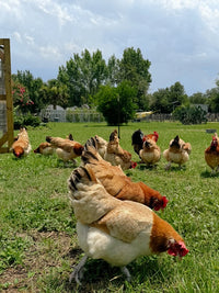 Farm Fresh Eggs