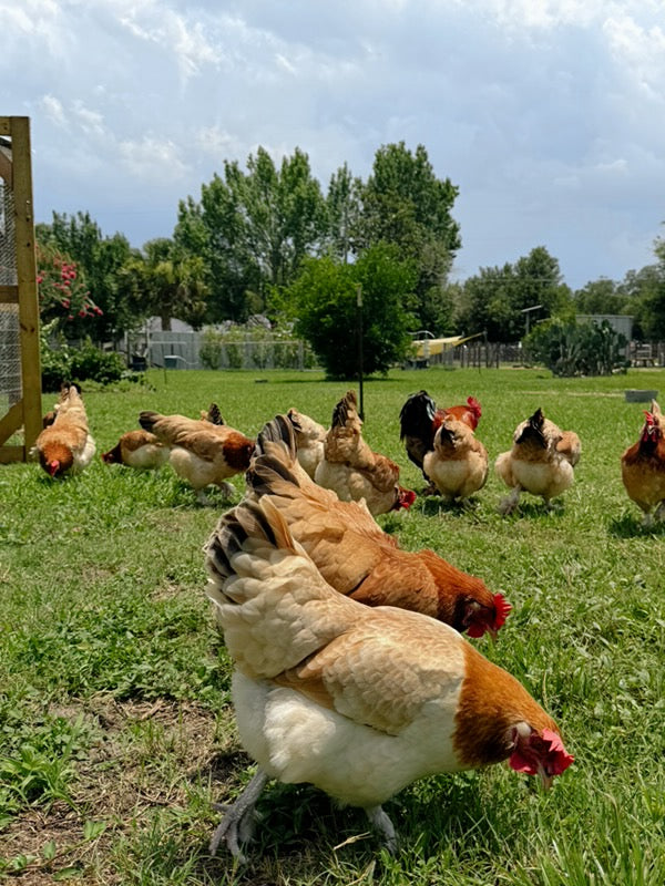 Farm Fresh Eggs